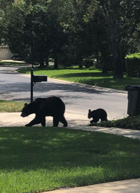Um urso no meu quintal